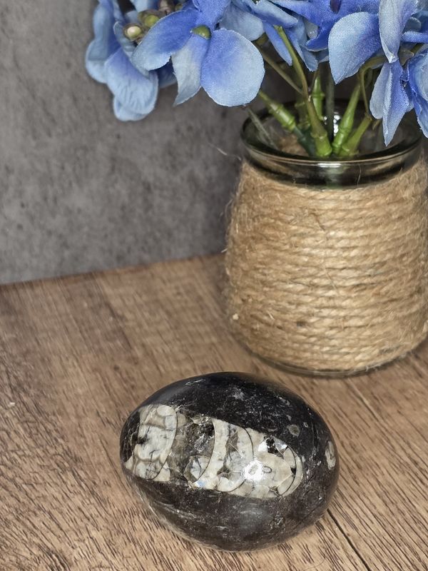 Ammonite &amp; Orthoceas Fossil Egg