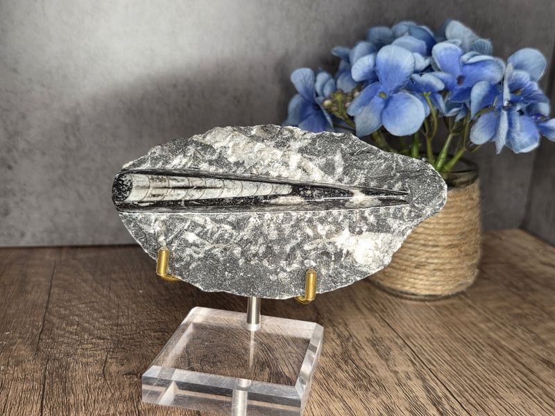 Orthoceras Fossil w/metal stand!