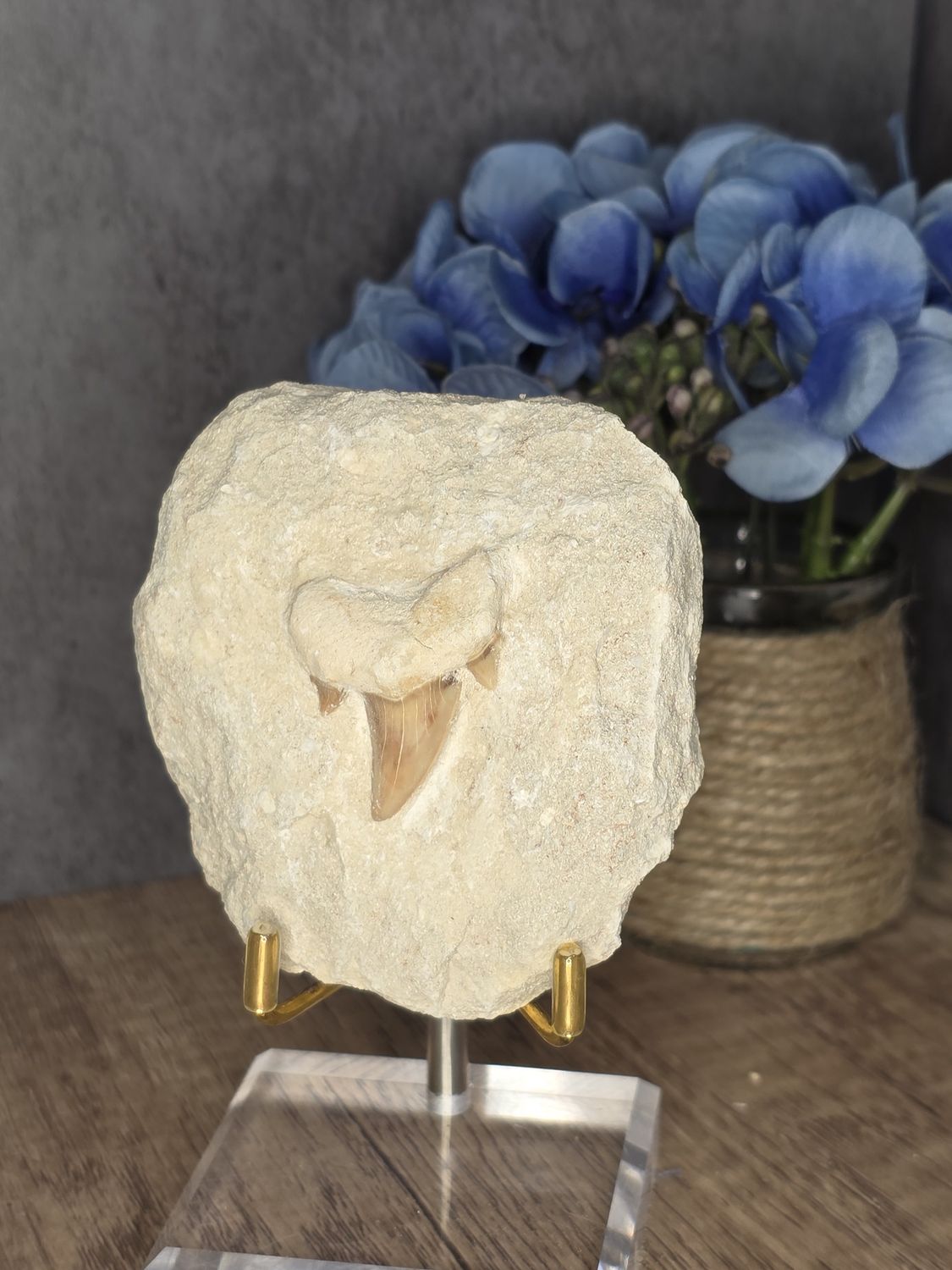 Shark Tooth fossil in matrix