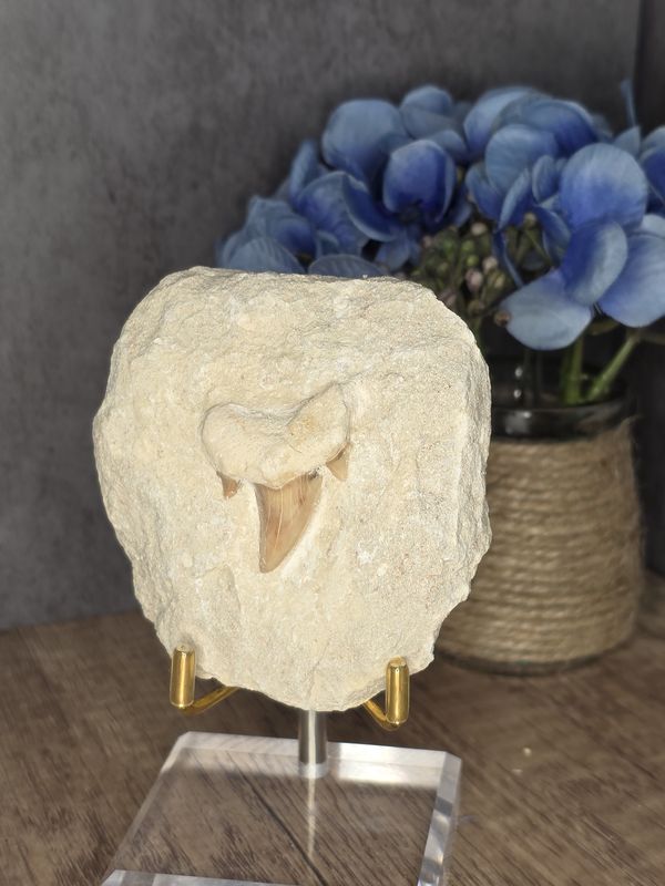Shark Tooth fossil in matrix