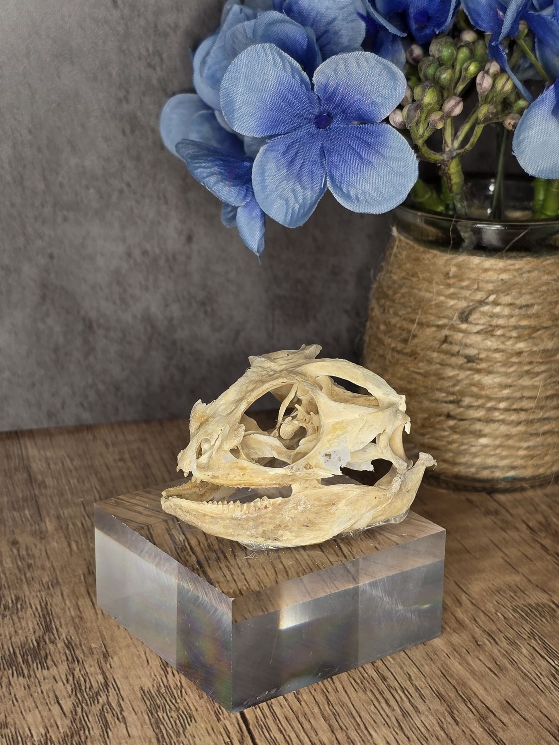Bearded Dragon Skull (real) on acrylic stand!