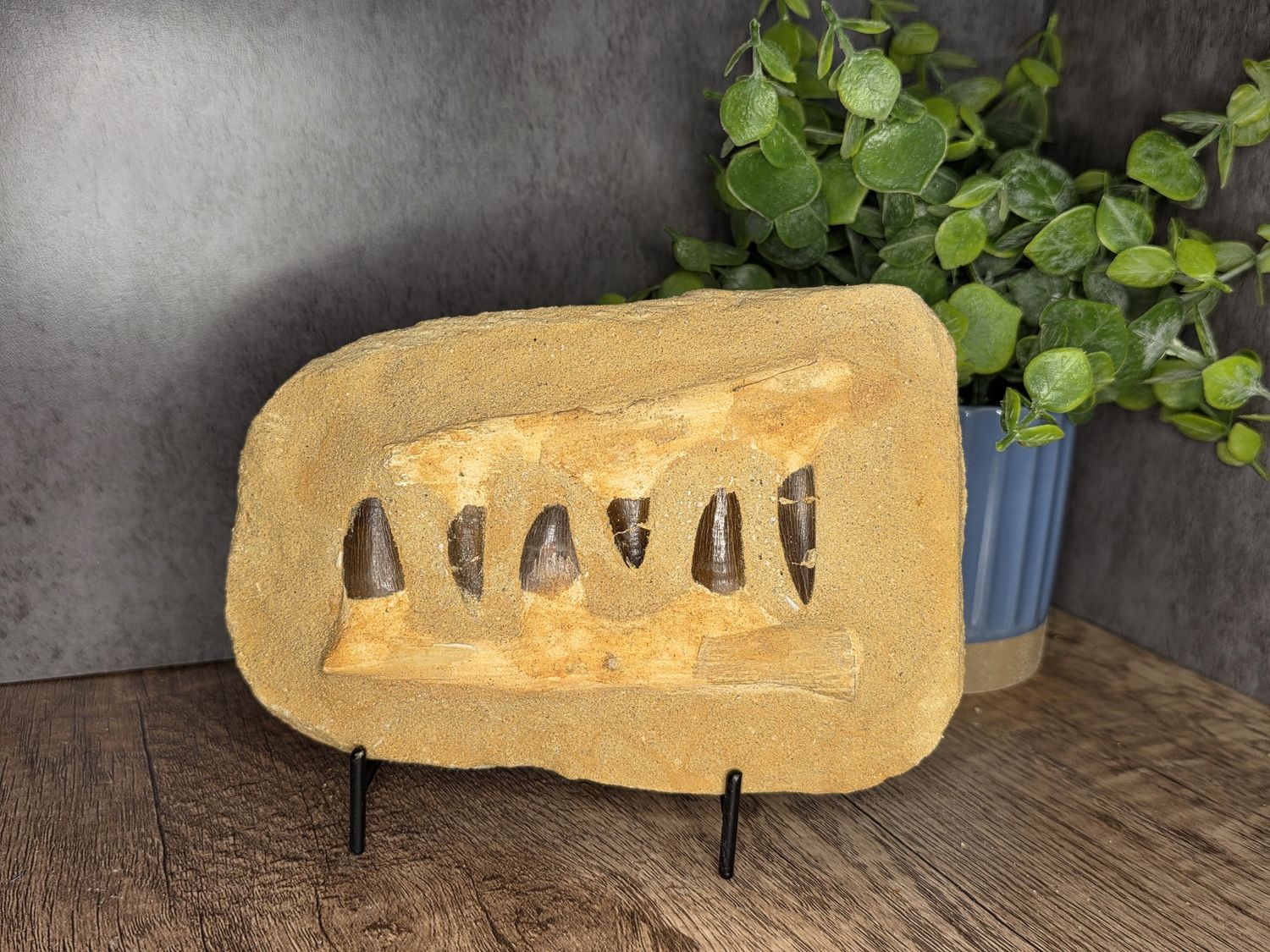 Mosasaurus Jaw fossil w/stand!