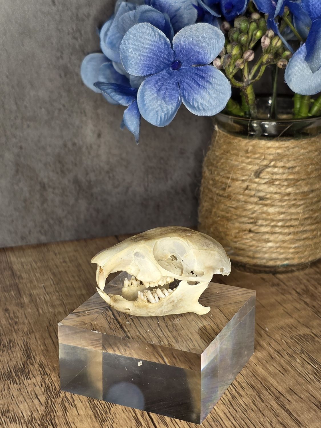 Prairie Dog skull (real) w/acrylic base