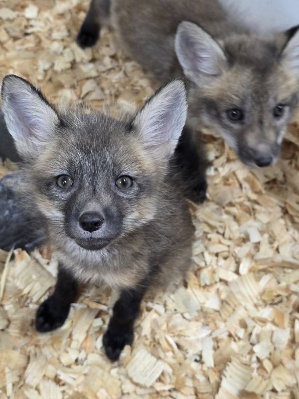 Fox Kits, in store and on sale now!