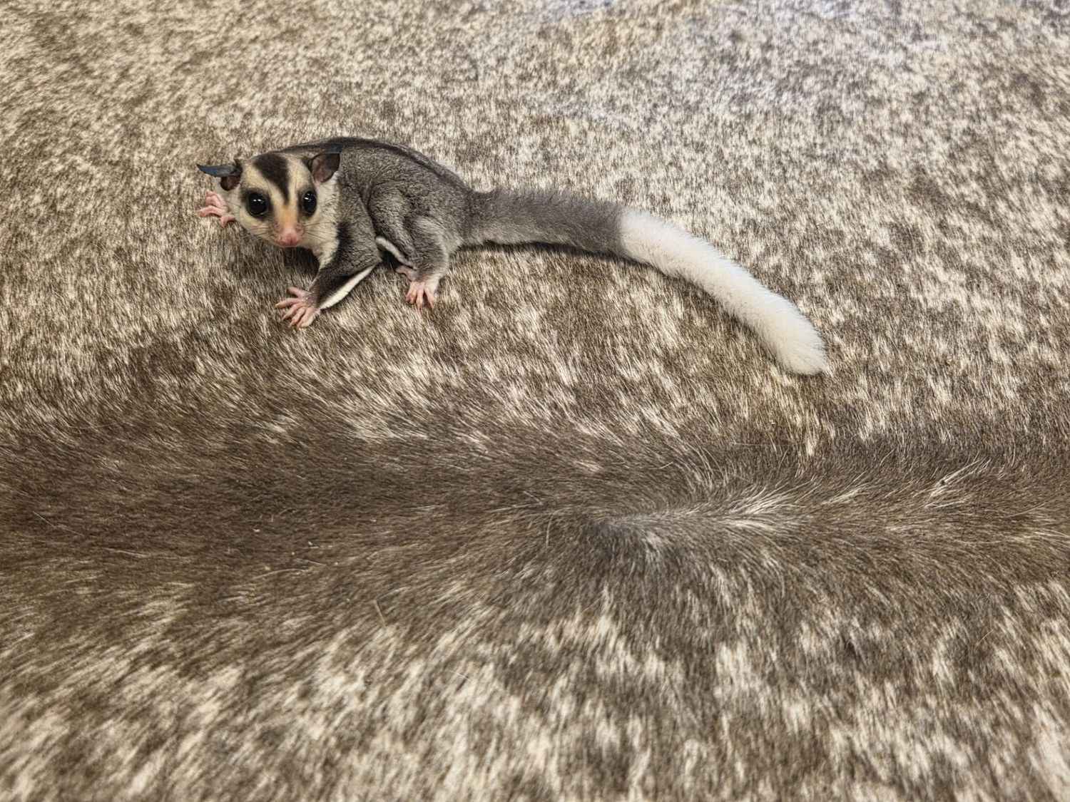 WFB, White tail, male, Sugar Glider