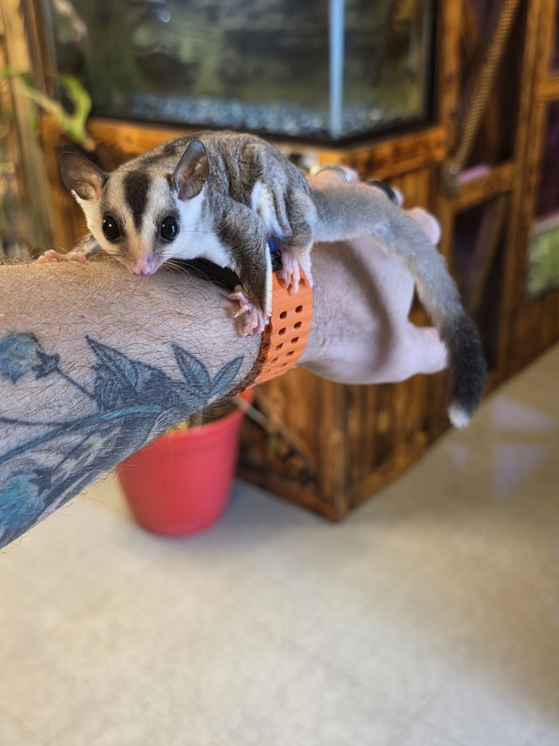 WFB, White tip tail, male, Sugar Glider