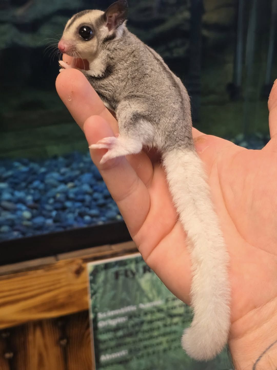 Mosaic, Pied, Sugar Glider, male!