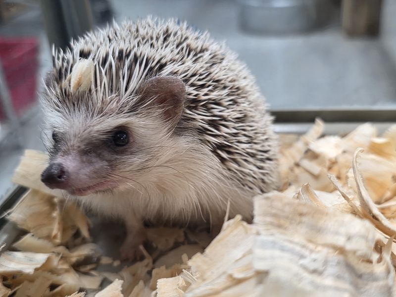 Hedgehog, young adult