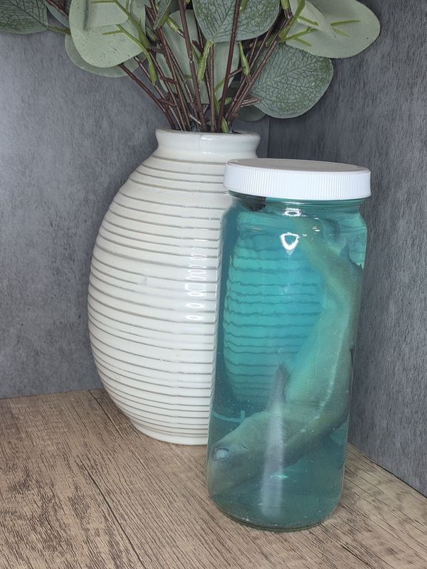 Preserved Shark
