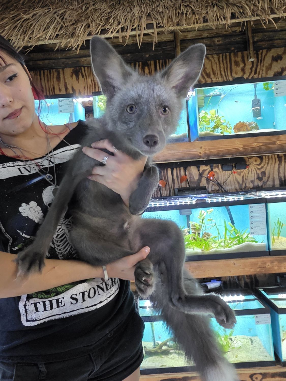 Fox Kits, in store and on sale now!