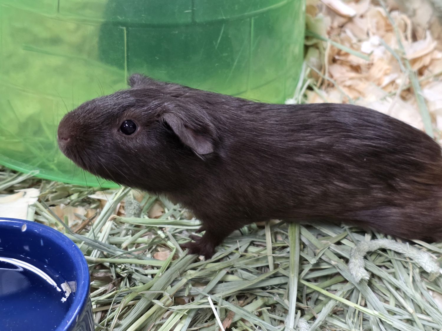 Guinea Pigs,  standard