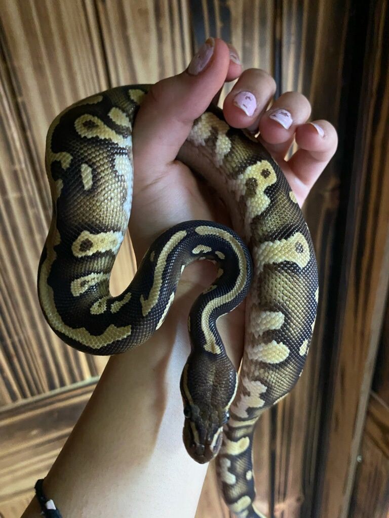 Acid, Mojave, Ball Python