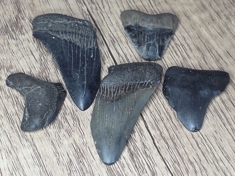 Sm Megalodon teeth, assorted.