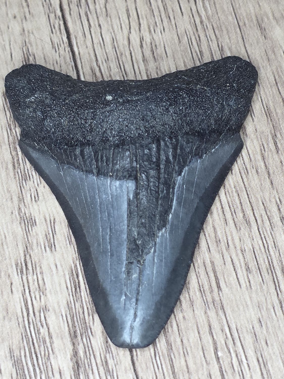 Megalodon Tooth #10