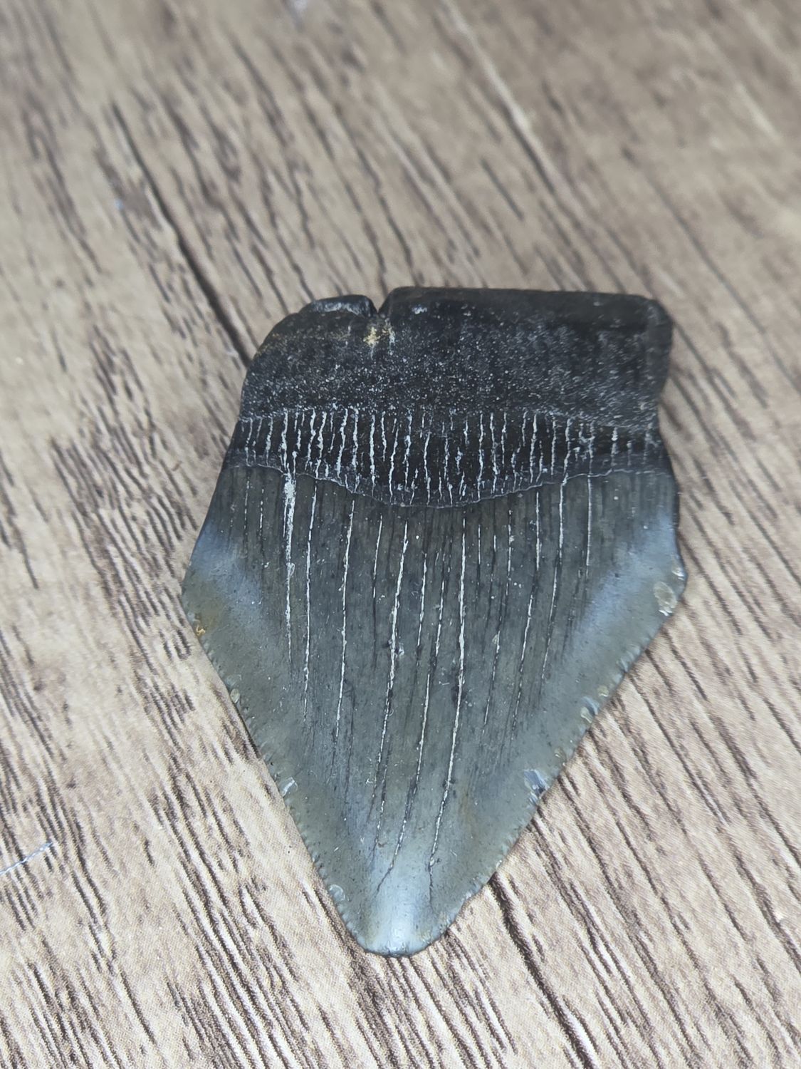 Megalodon Tooth #11