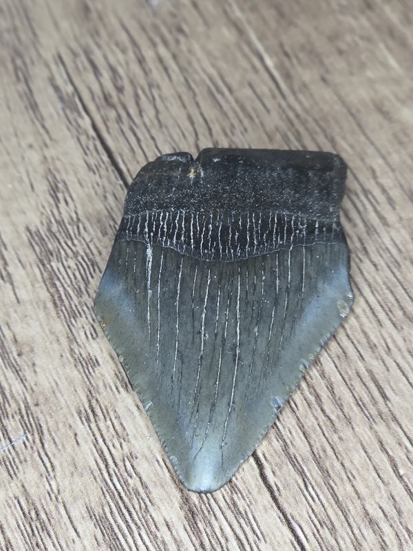 Megalodon Tooth #11
