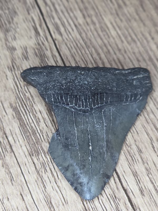 Megalodon Tooth #12