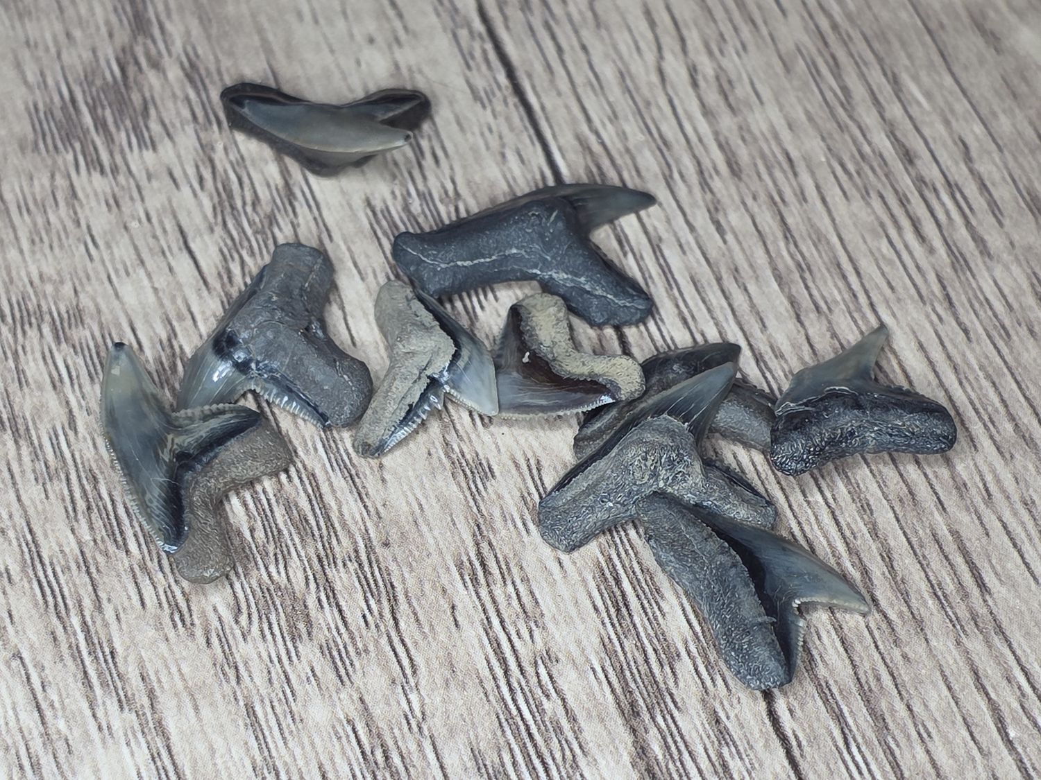 Fossilized Tiger Shark Teeth