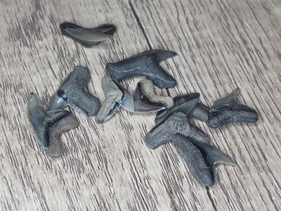 Fossilized Tiger Shark Teeth