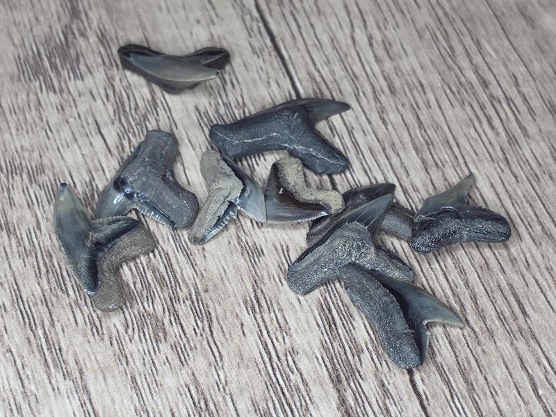 Fossilized Tiger Shark Teeth