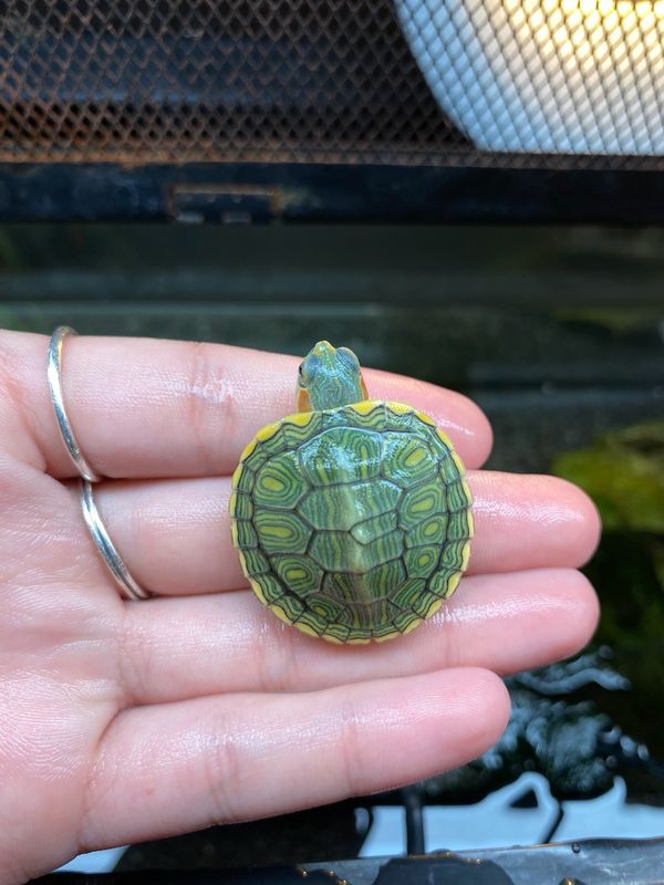 Clown Red Ear Slider