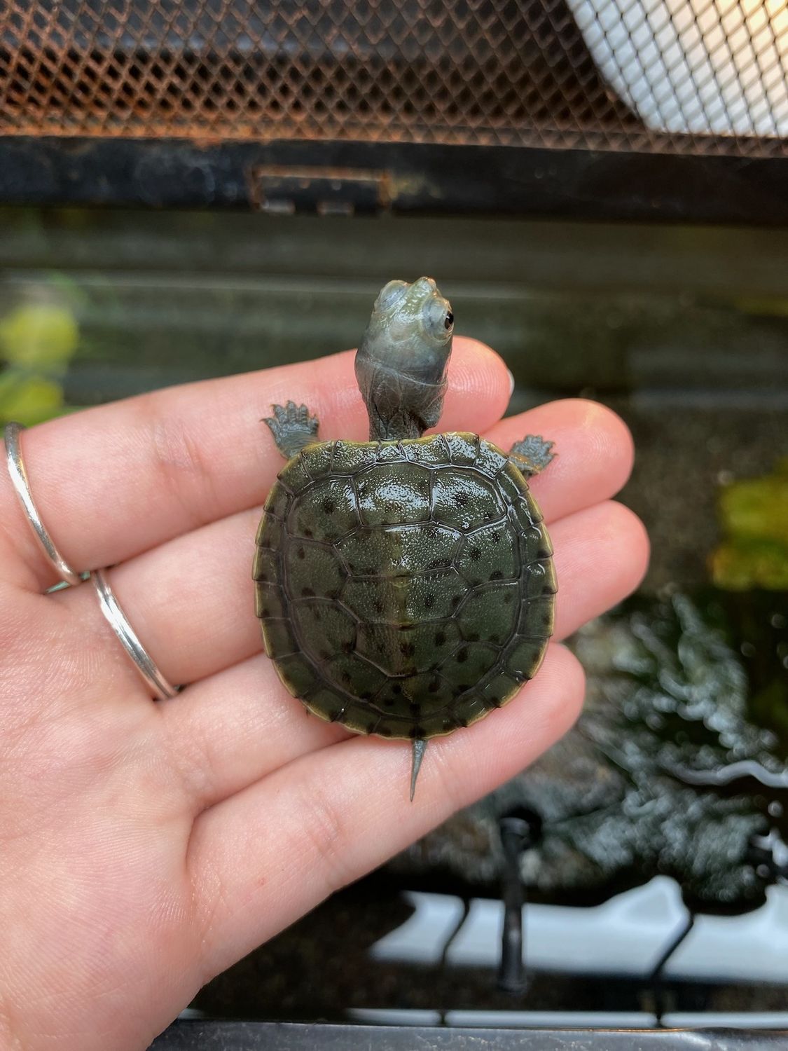 Charcoal Red Ear Slider