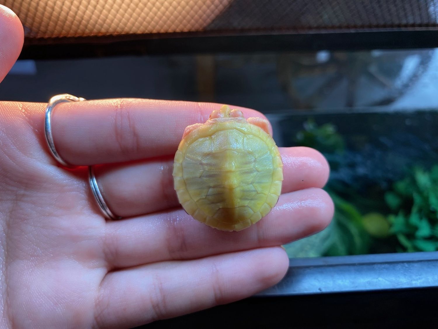 Lime Rio Red Ear Slider