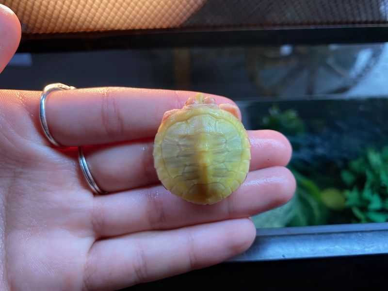 Lime Rio Red Ear Slider