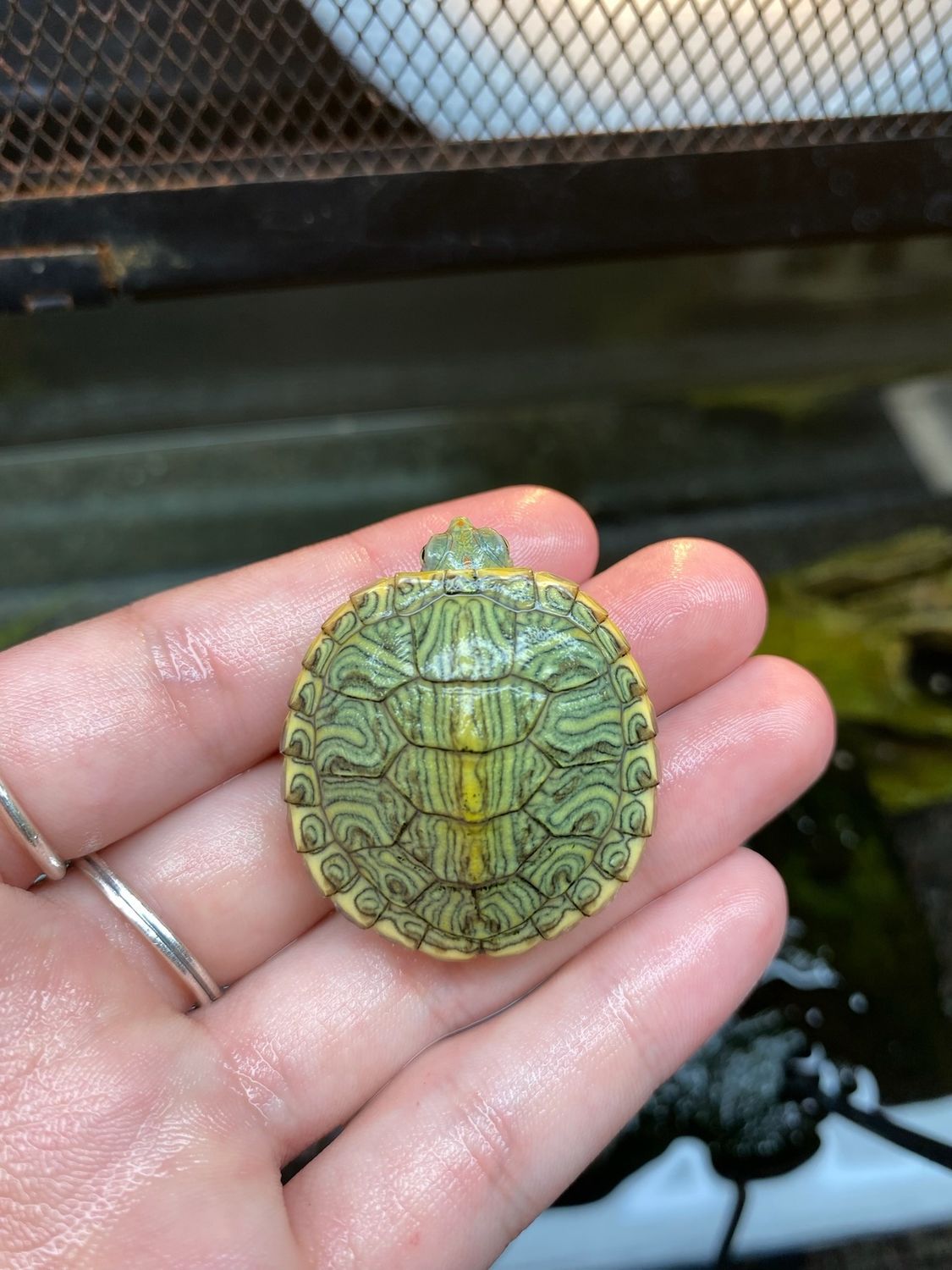 Picasso Red Ear Slider