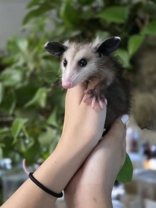 Virginia Opossums, 2026 reservations