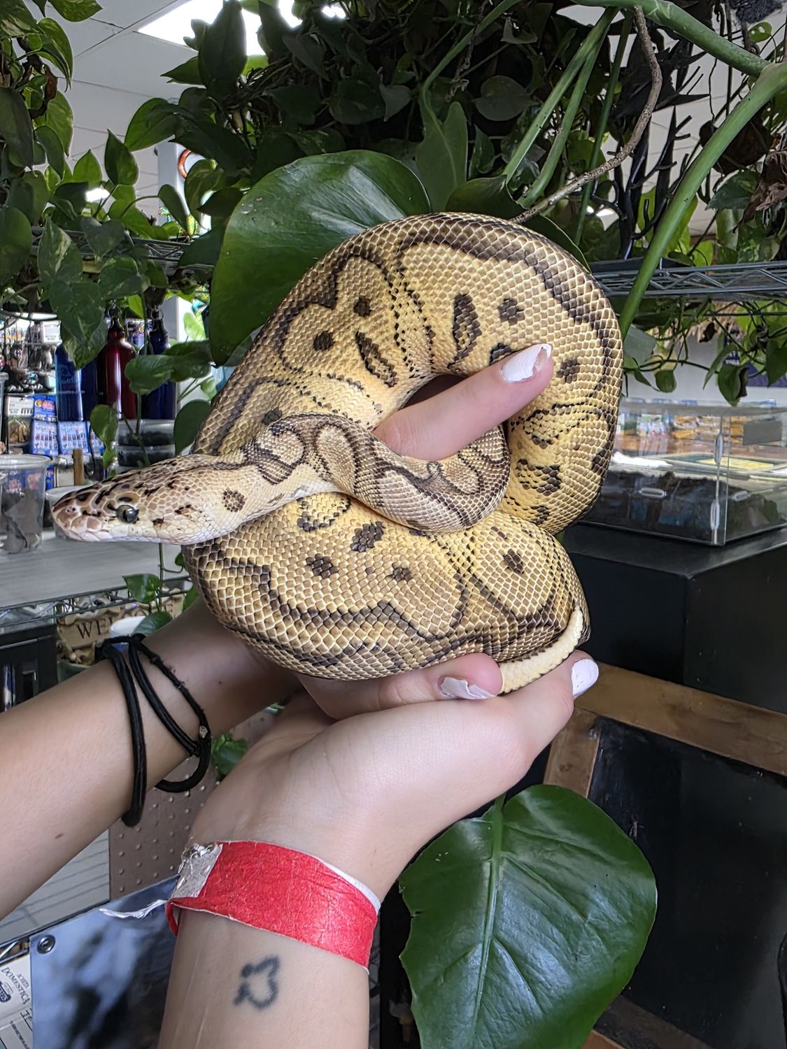 Pastel Clown, Ball Python