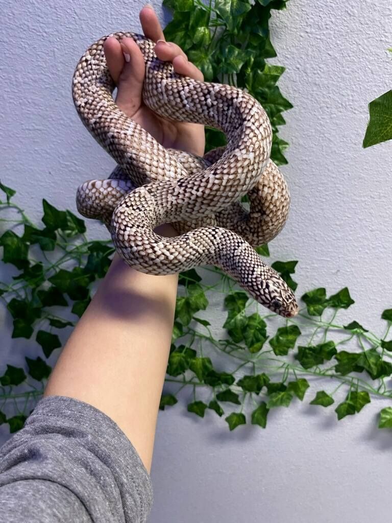 New England Axanthic Kingsnake