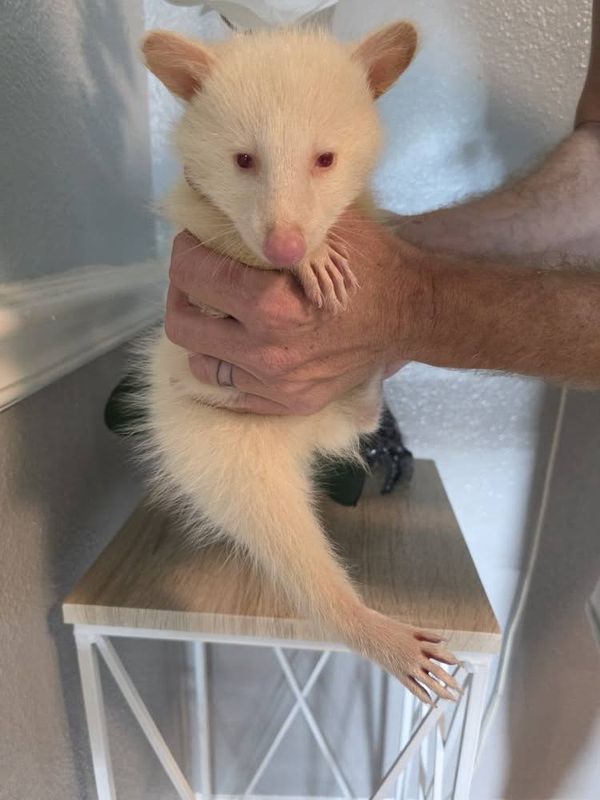 Raccoon babies, READY NOW!