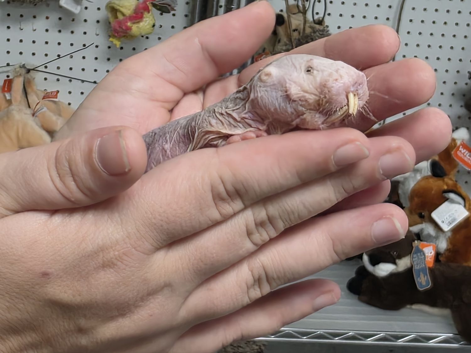 Naked Mole Rat