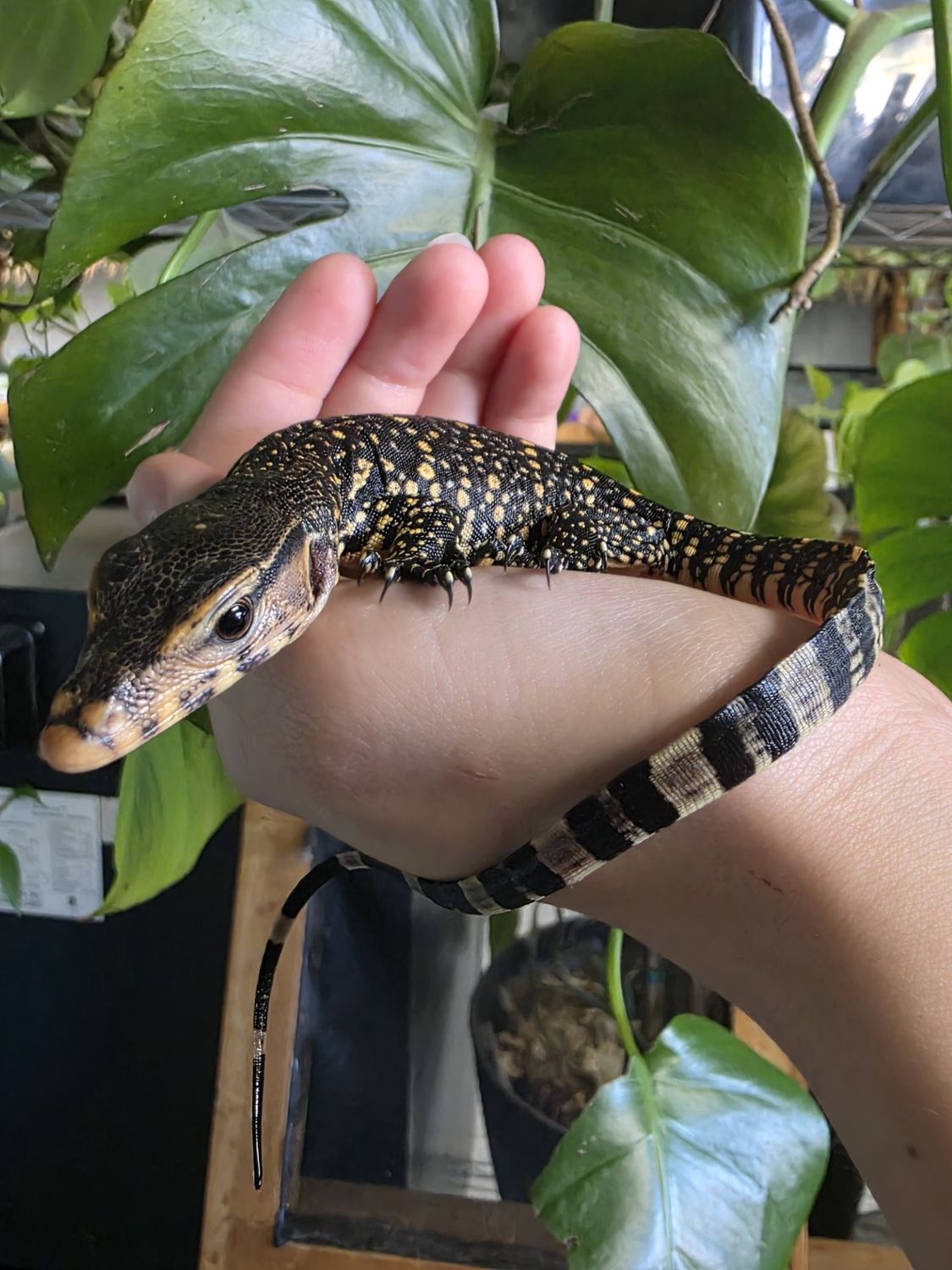 Asian Water Monitor, Captive born &amp; raised
