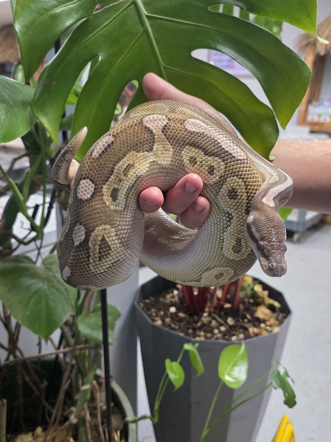 Lesser, Spotnose, Ball Python
