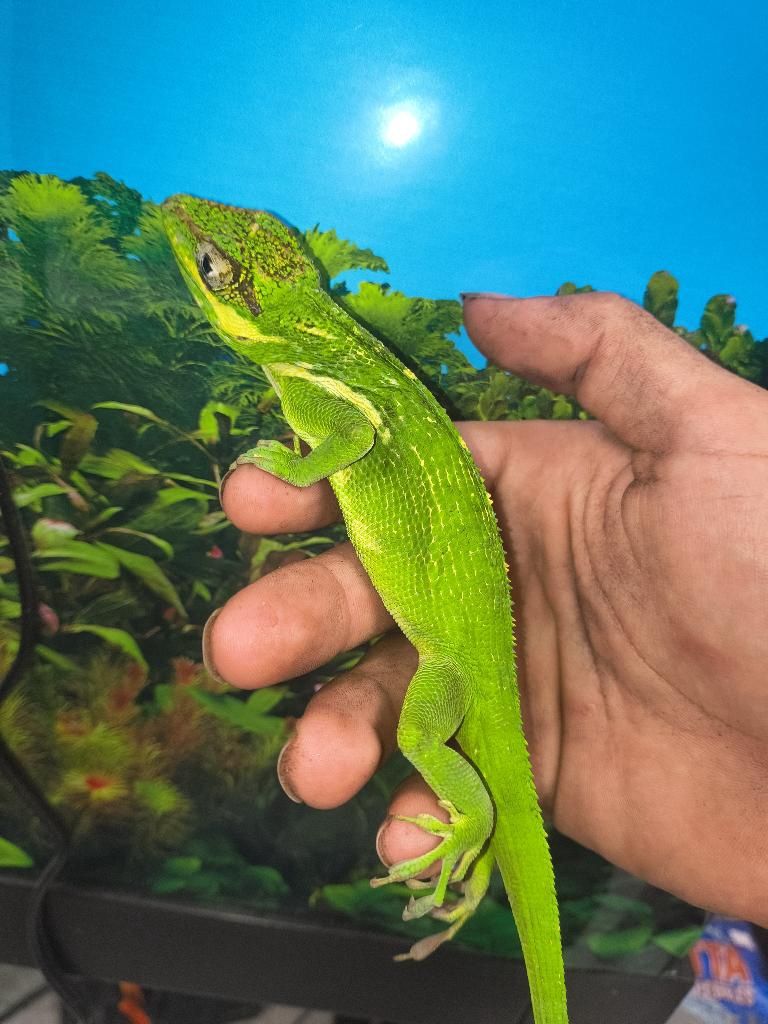 Knight Anole