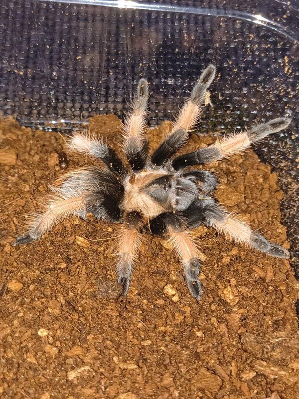Mexican Red LegTarantula