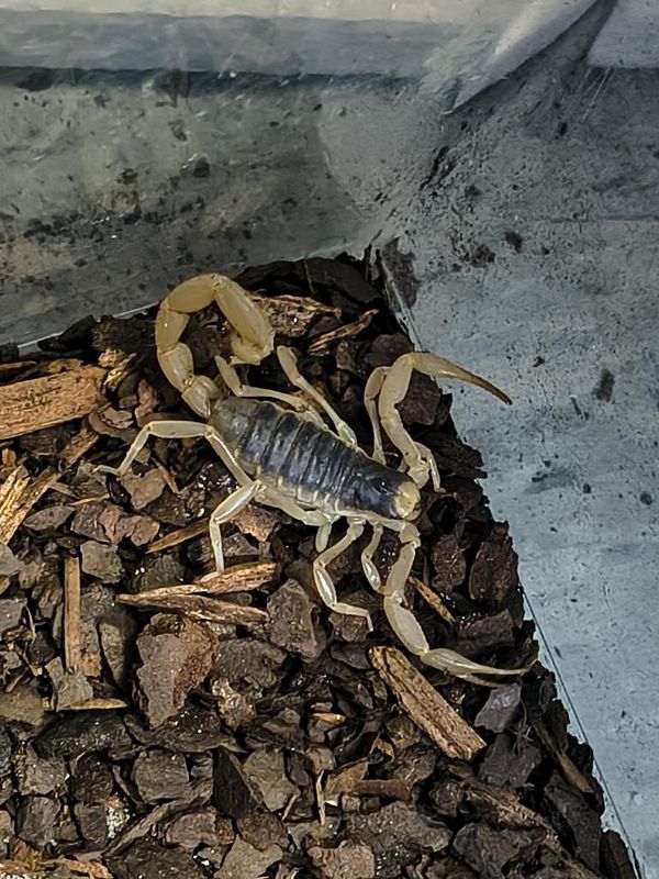 Desert Hairy  Scorpion