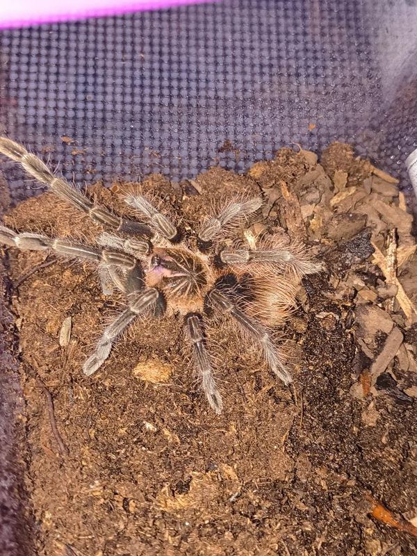 Ecuadorian Purple Bloom Tarantula