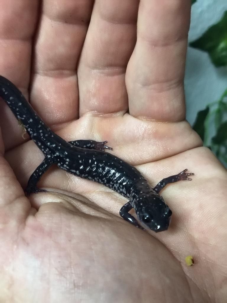Slimy Salamander