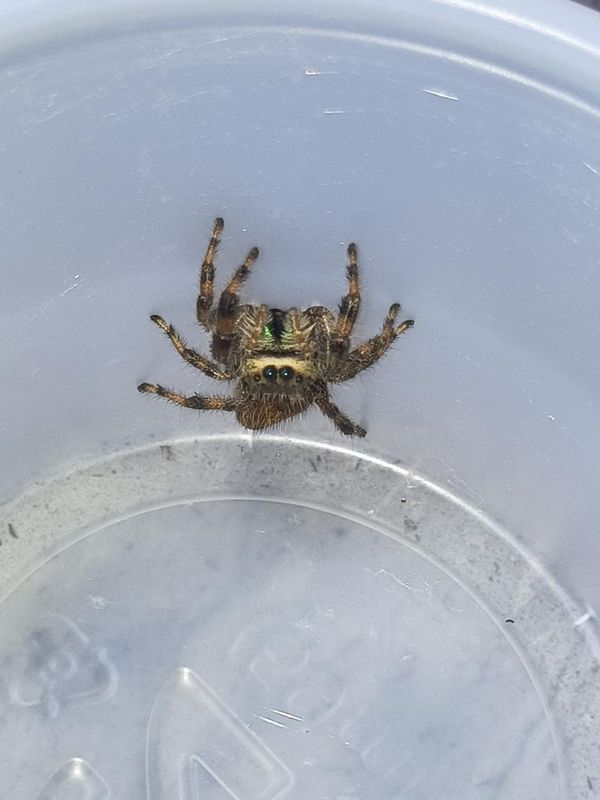 Brilliant Jumping Spider