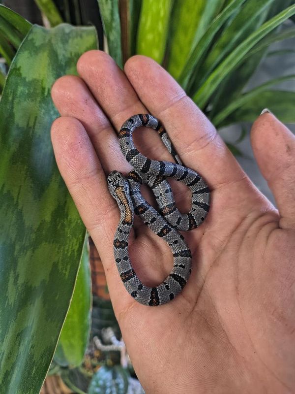 Gray Banded King Snake
