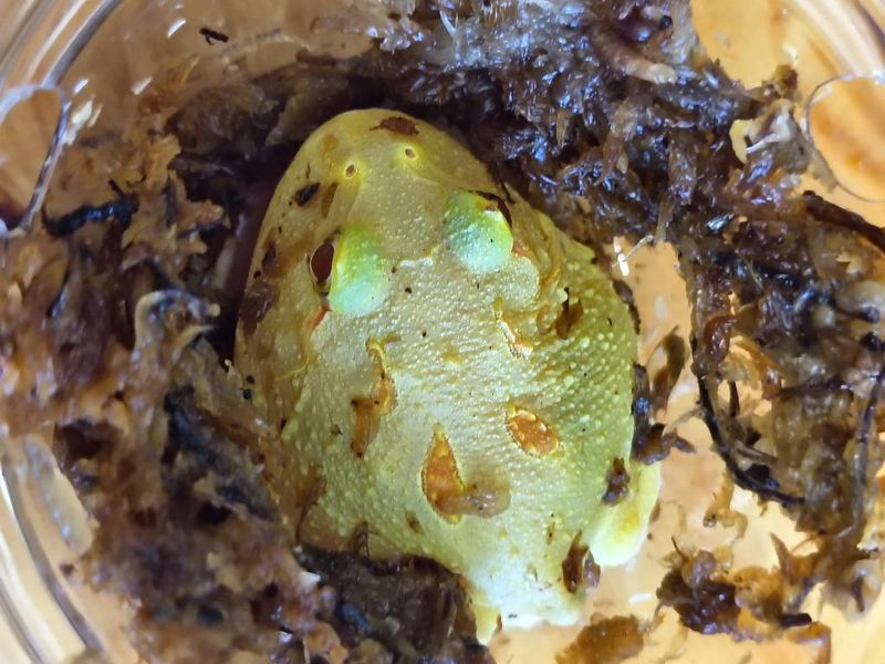 Keylime Pie Pacman Frog