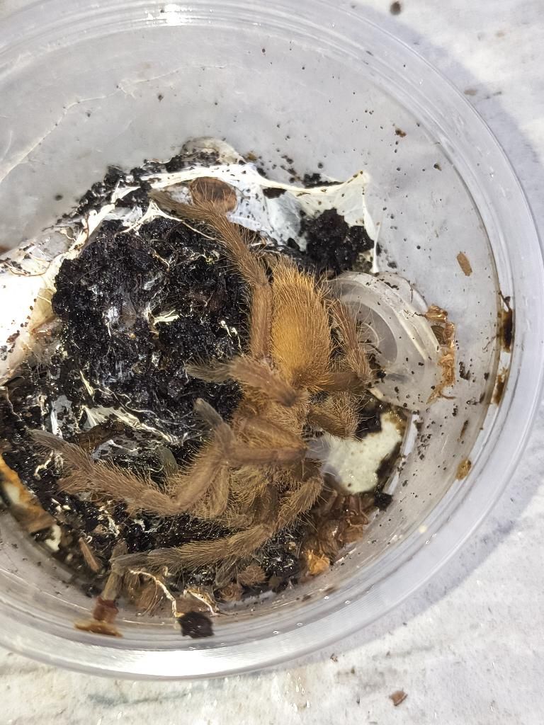 Asian Fawn  Tarantula