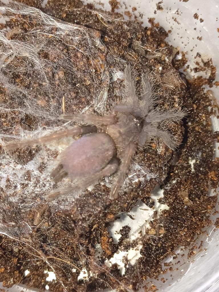 Electric Blue Earth Tiger Tarantula SLING