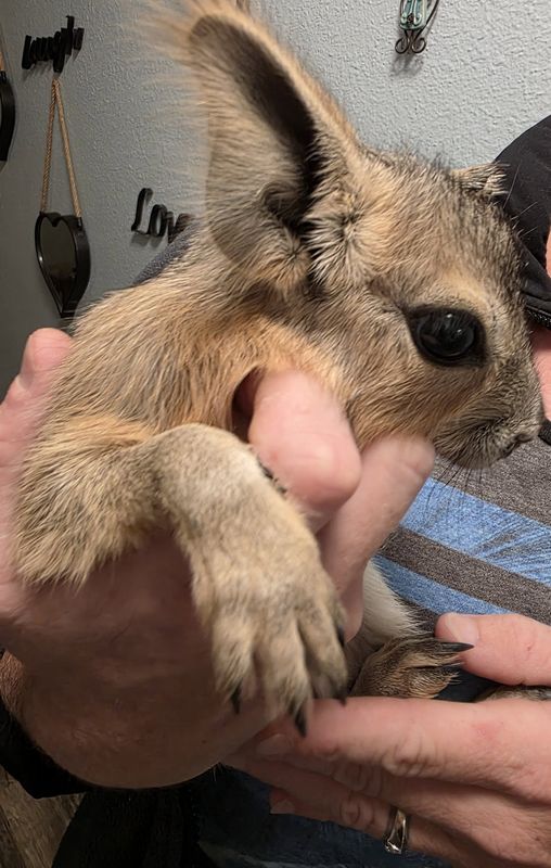 Patagonian Cavies, reserve yours now