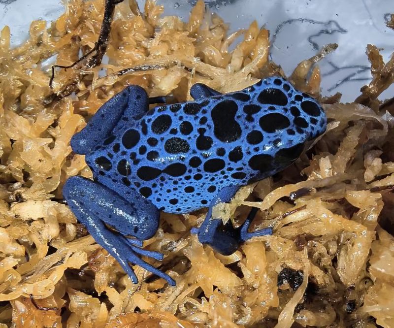 Blue Dart Frog, Dendrobates Tinctorious Azureus