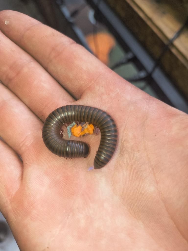 American Giant Millipede