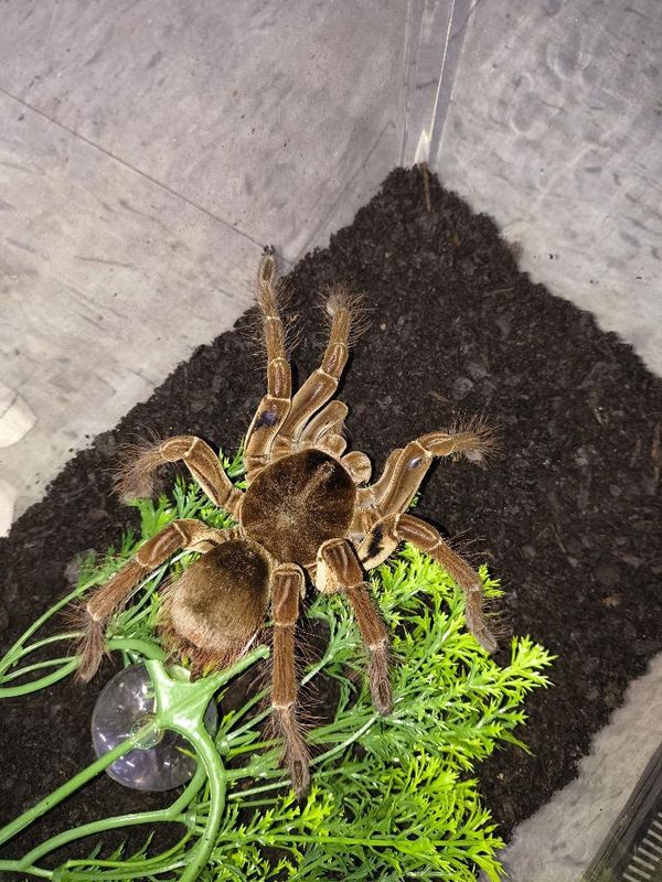 Goliath Birdeater Tarantula